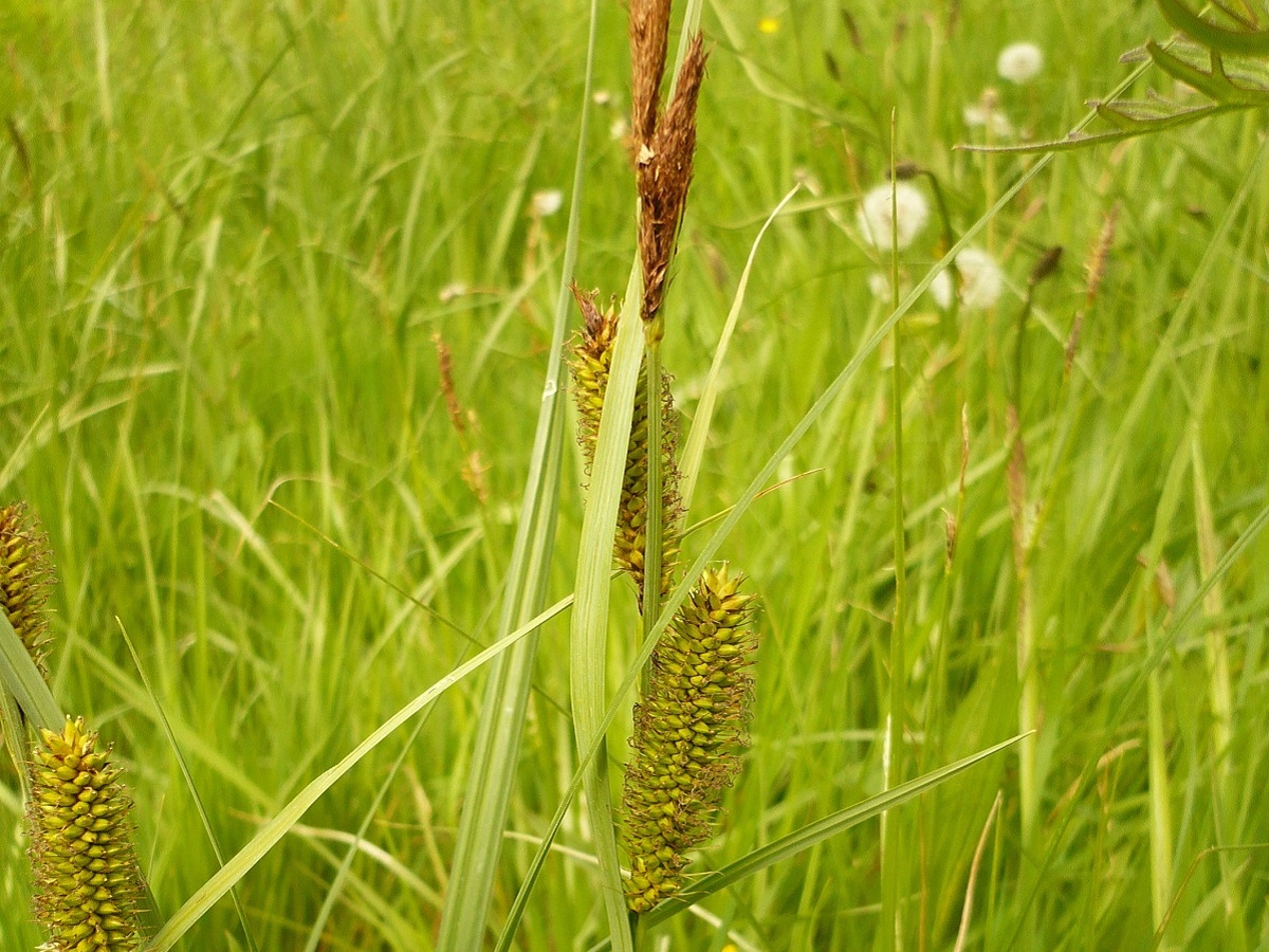 Carex riparia (Cyperaceae)